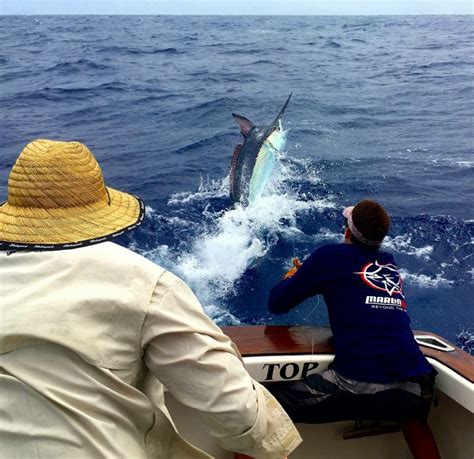 cairns game fishing charters|Black Marlin Cairns .
